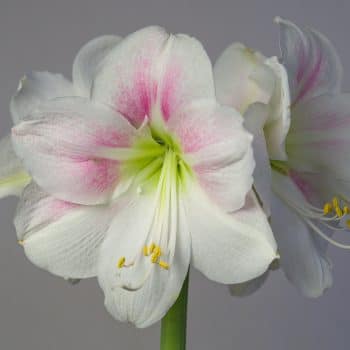 Rosy Star Amaryllis Bulbs Colorblends