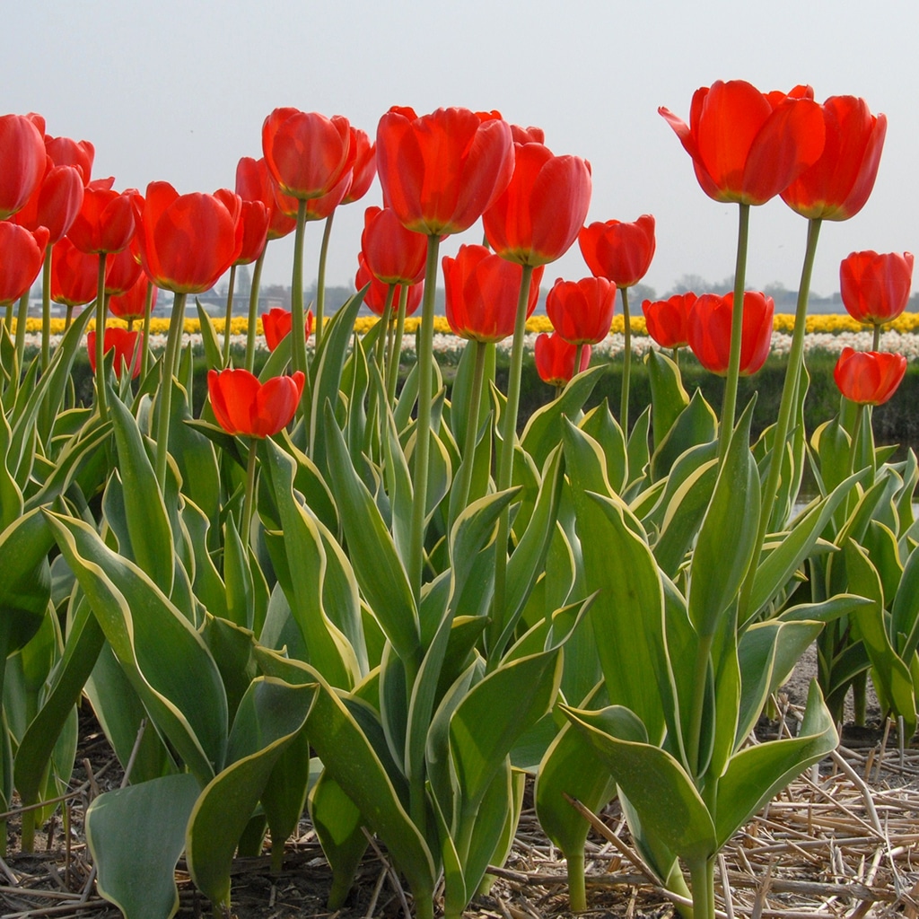 Parade Design Tulip Bulbs Colorblends