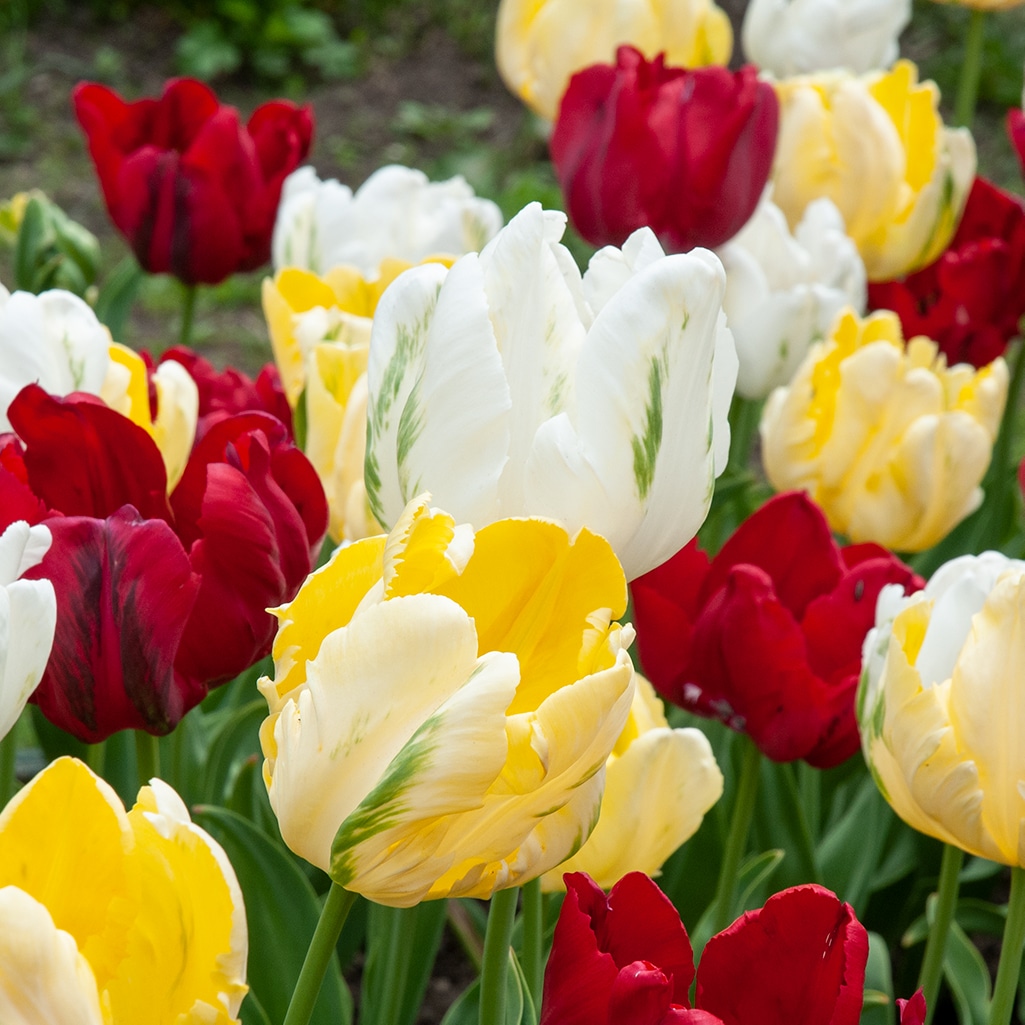 Velvet Ondergrond Tulip Bulbs Colorblends