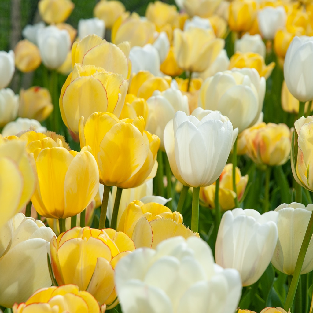 Lemony Remedy Tulip Bulbs Colorblends