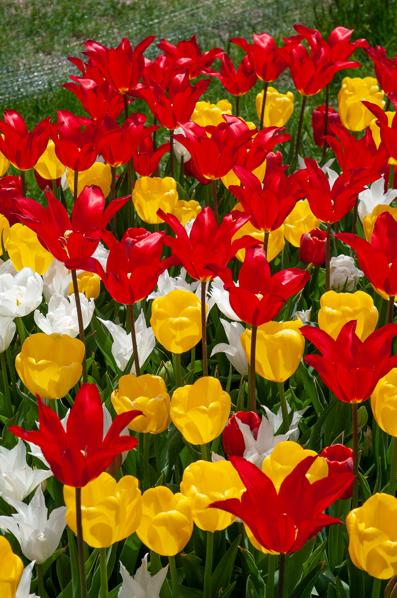 Triple Axel Tulip | Always Wholesale Pricing | Colorblends®
