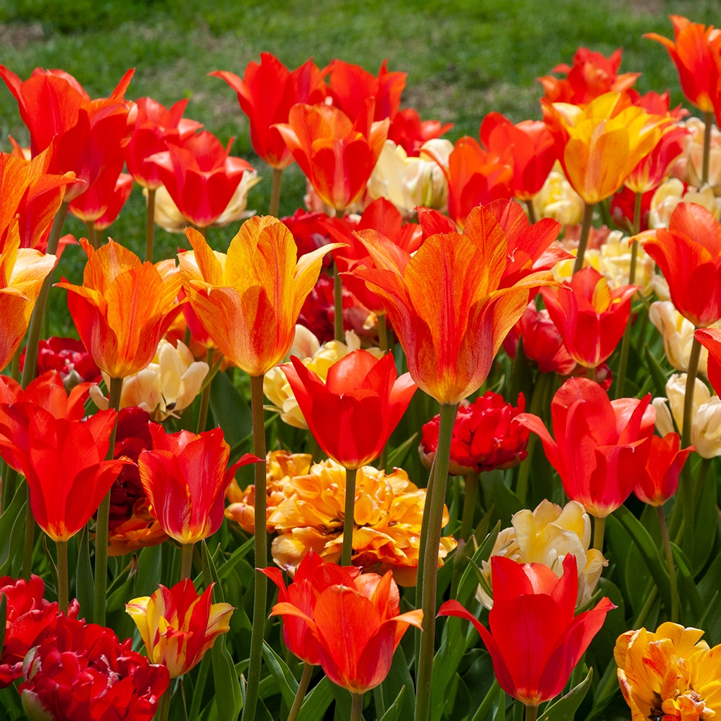 Fleurnace Tulip Bulbs Colorblends