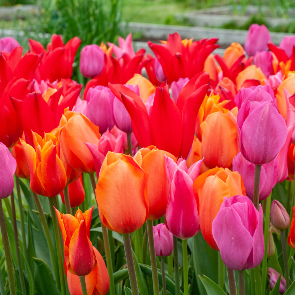 Power Play Tulip Bulbs Colorblends