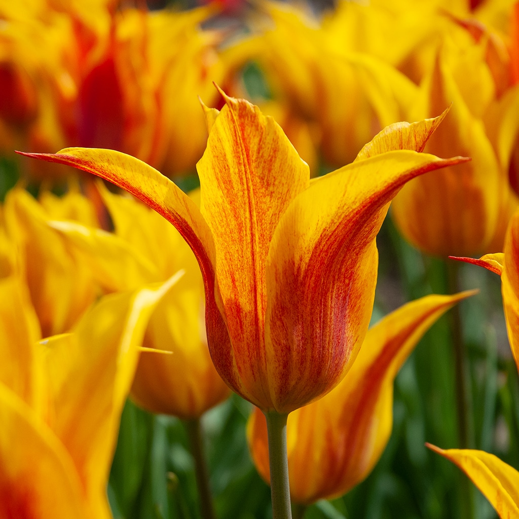 Vendée Globe Tulip Bulbs Colorblends