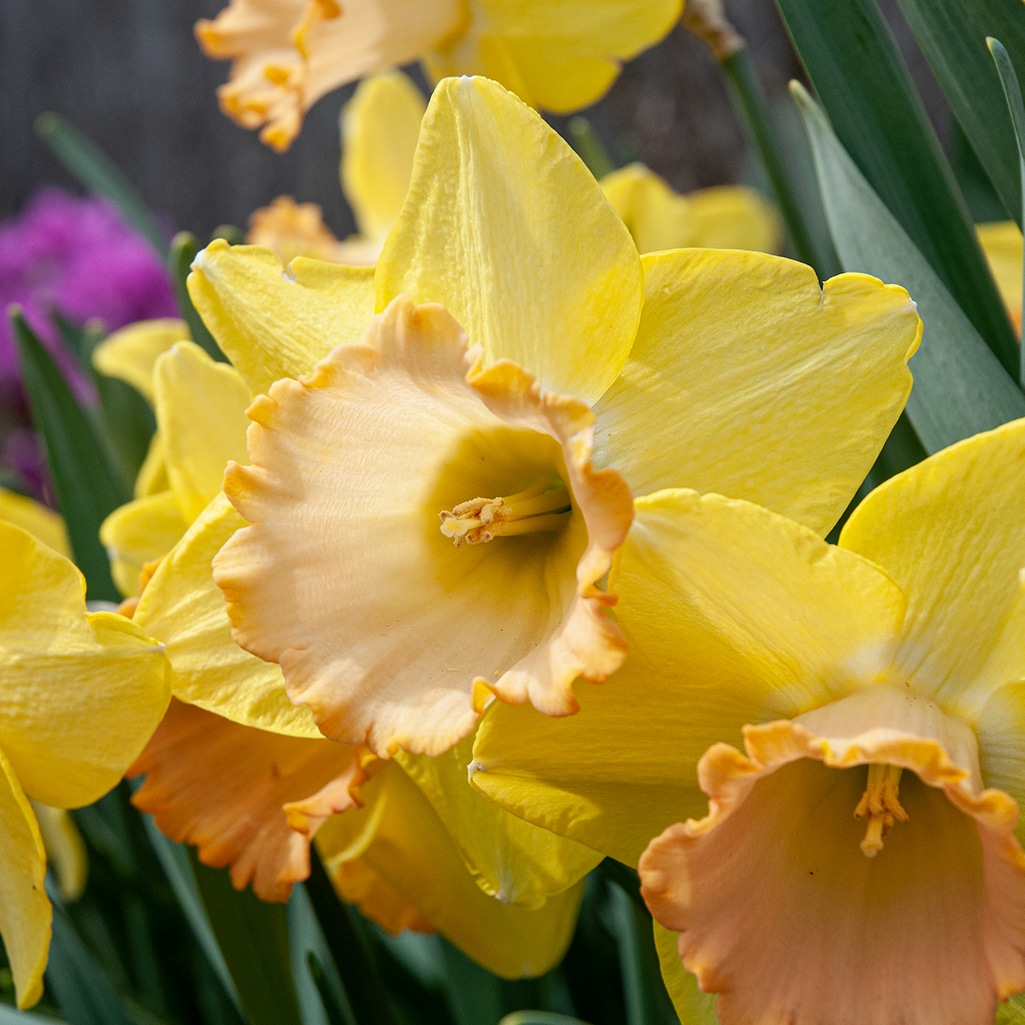 Alexis Beauty Daffodil Bulbs Colorblends