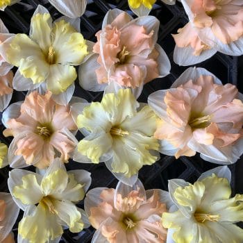 Topsy Turvy Daffodil Bulbs Colorblends