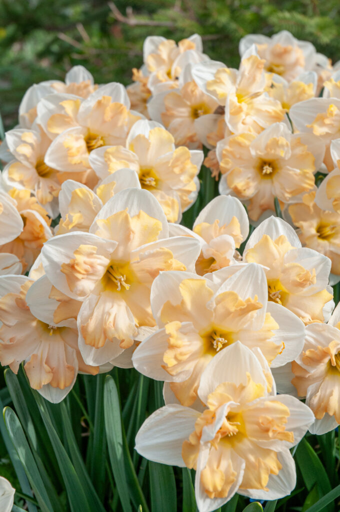 Mary Gay Lirette Daffodils in soft morning light