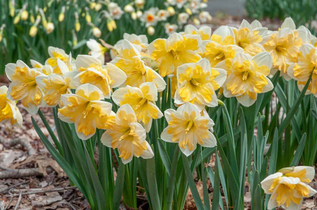 Mary Gay Lirette Daffodils in the landscape