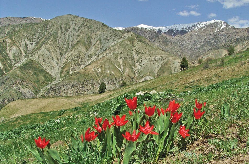 Where do tulips come from