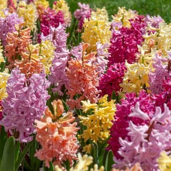 Hyacinth Punch Bowl Bulbs Colorblends
