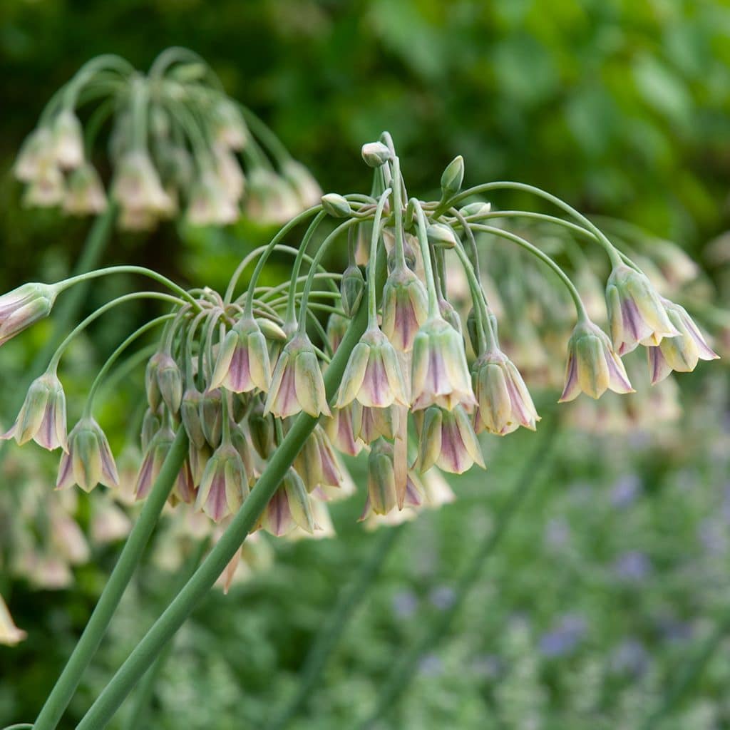 Allium Siculum Bulbs Colorblends