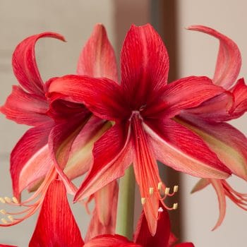 Bogota Amaryllis Bulbs Colorblends