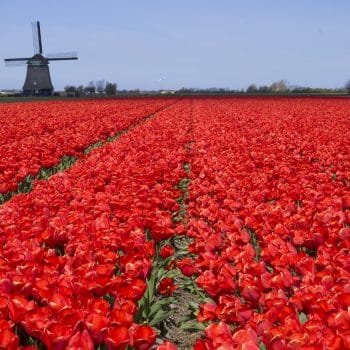 Tulips in Holland