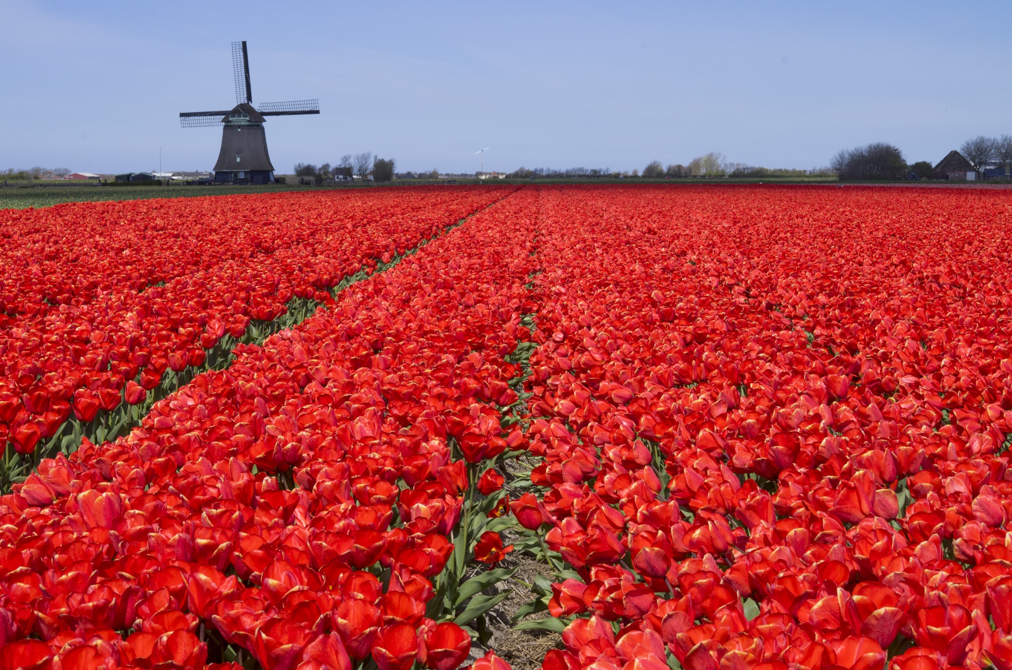 Why Do They Grow Tulips in Holland?