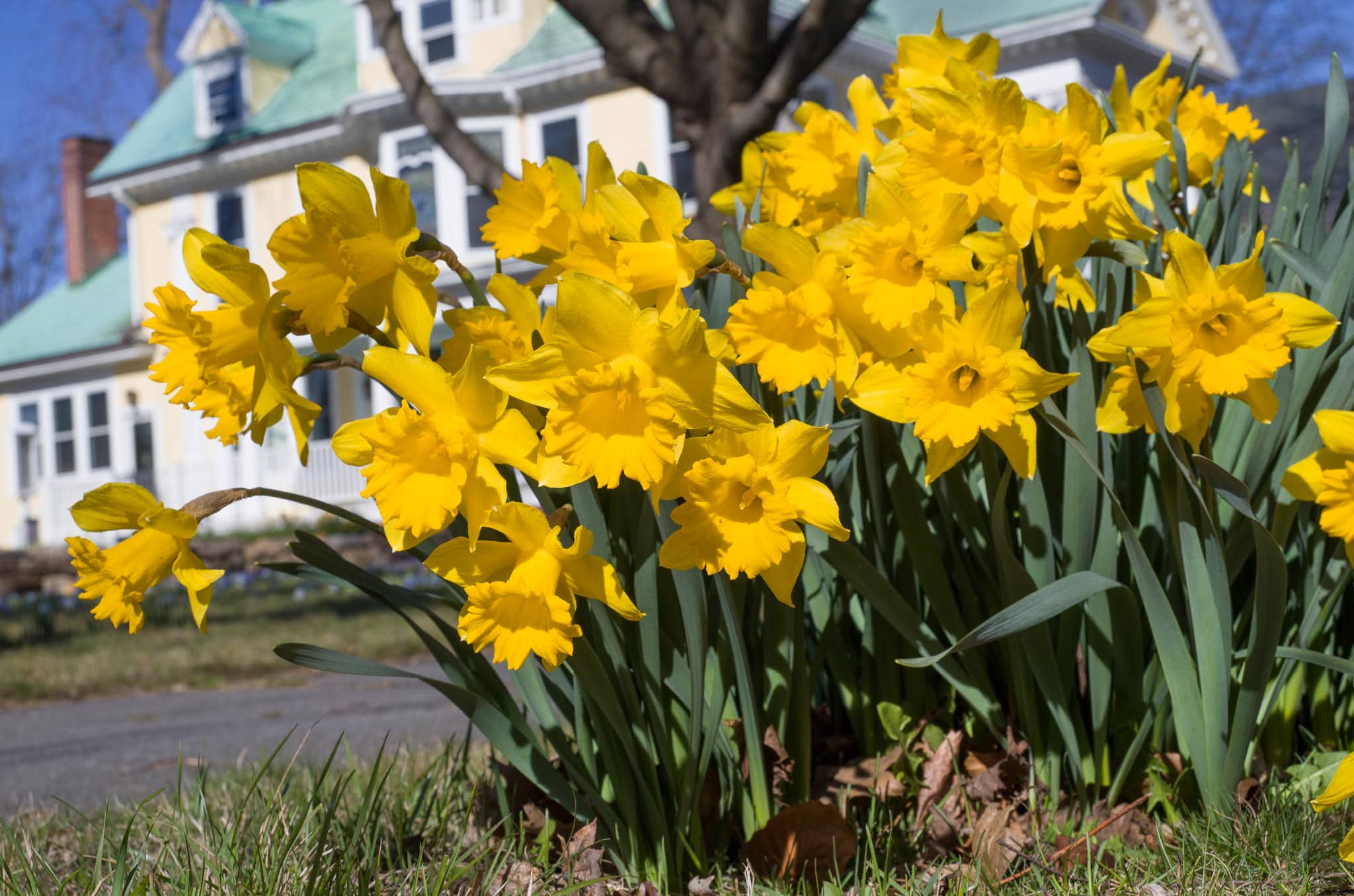 Bulb Plants Daffodils