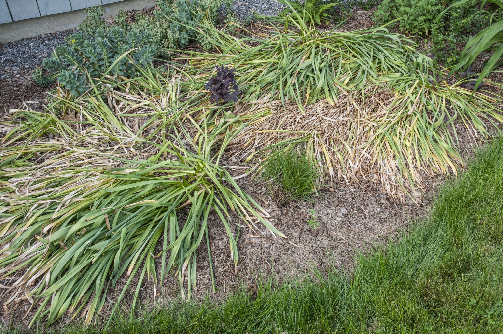 Bulb care after spring blooms