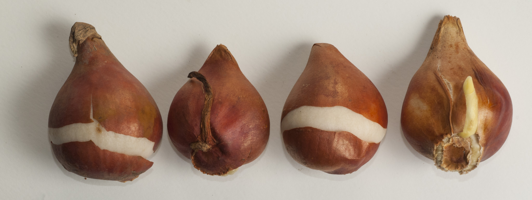 Bulb Plants basics