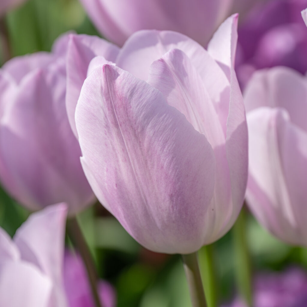Silver Cloud Tulips cropped in a square