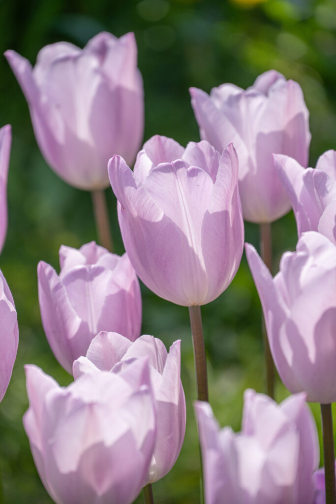 Silver Cloud Tulips in a close-up