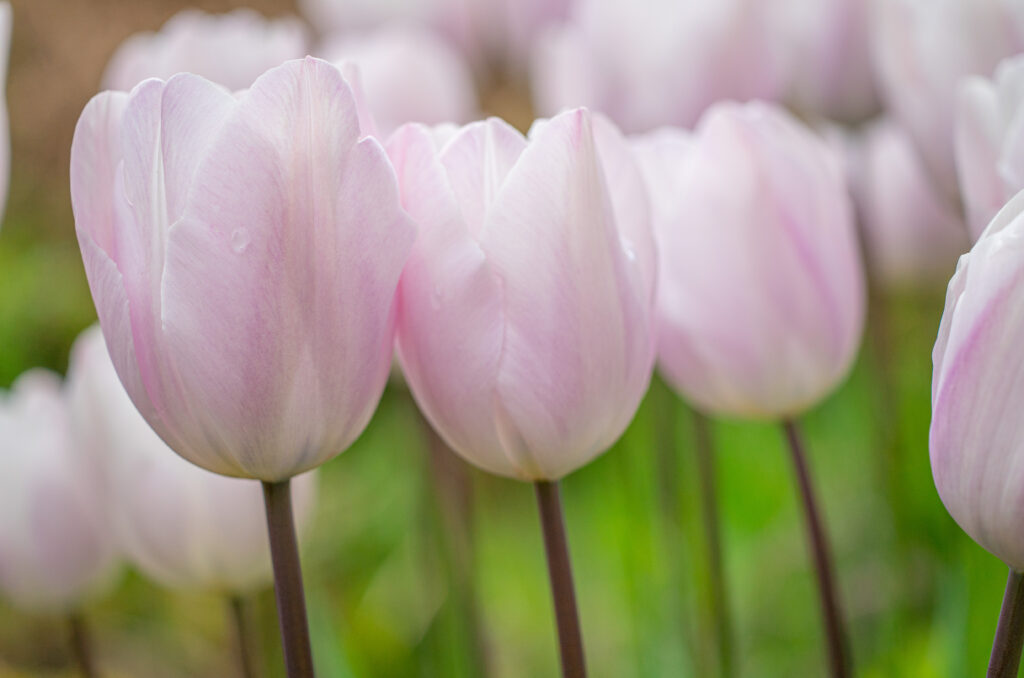 Silver Cloud Tulips with a green backdrop