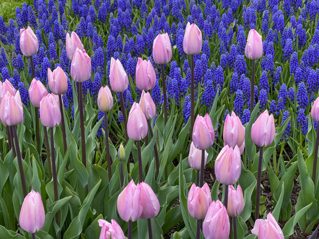Silver Cloud Tulips with Grape Hyacinths in the background