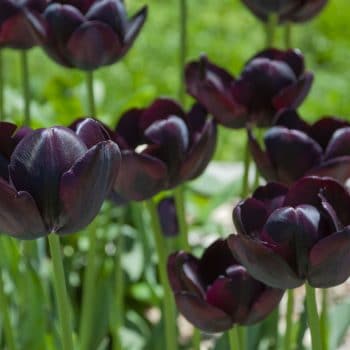 Dark maroon late tulips Queen of Night from Colorblends.