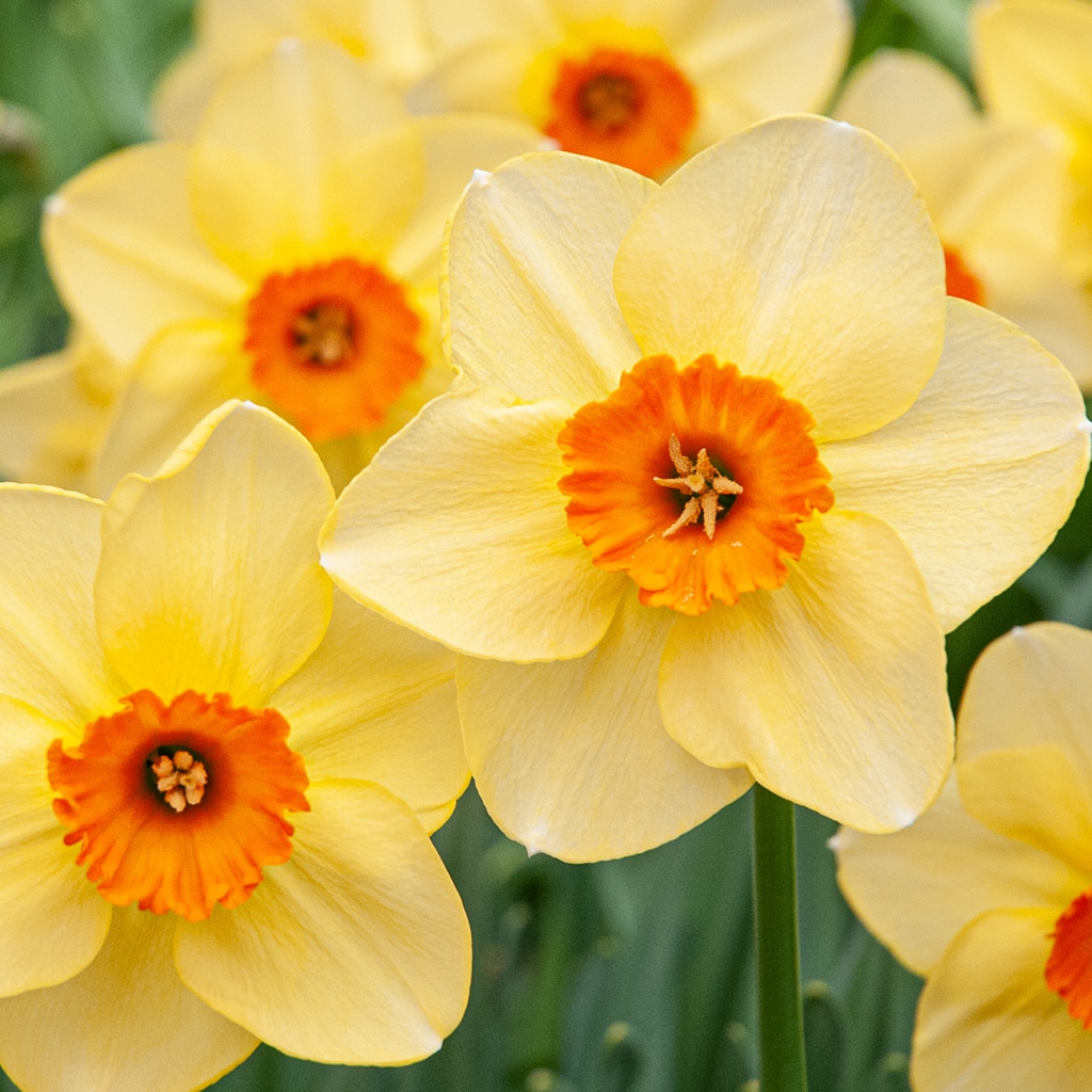 Pipe Major Daffodil Bulbs Colorblends