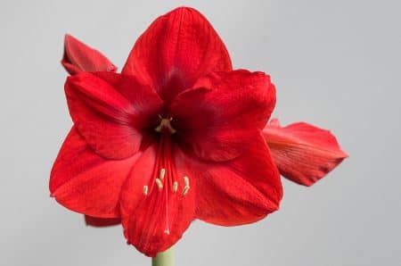 Red Amaryllis flower