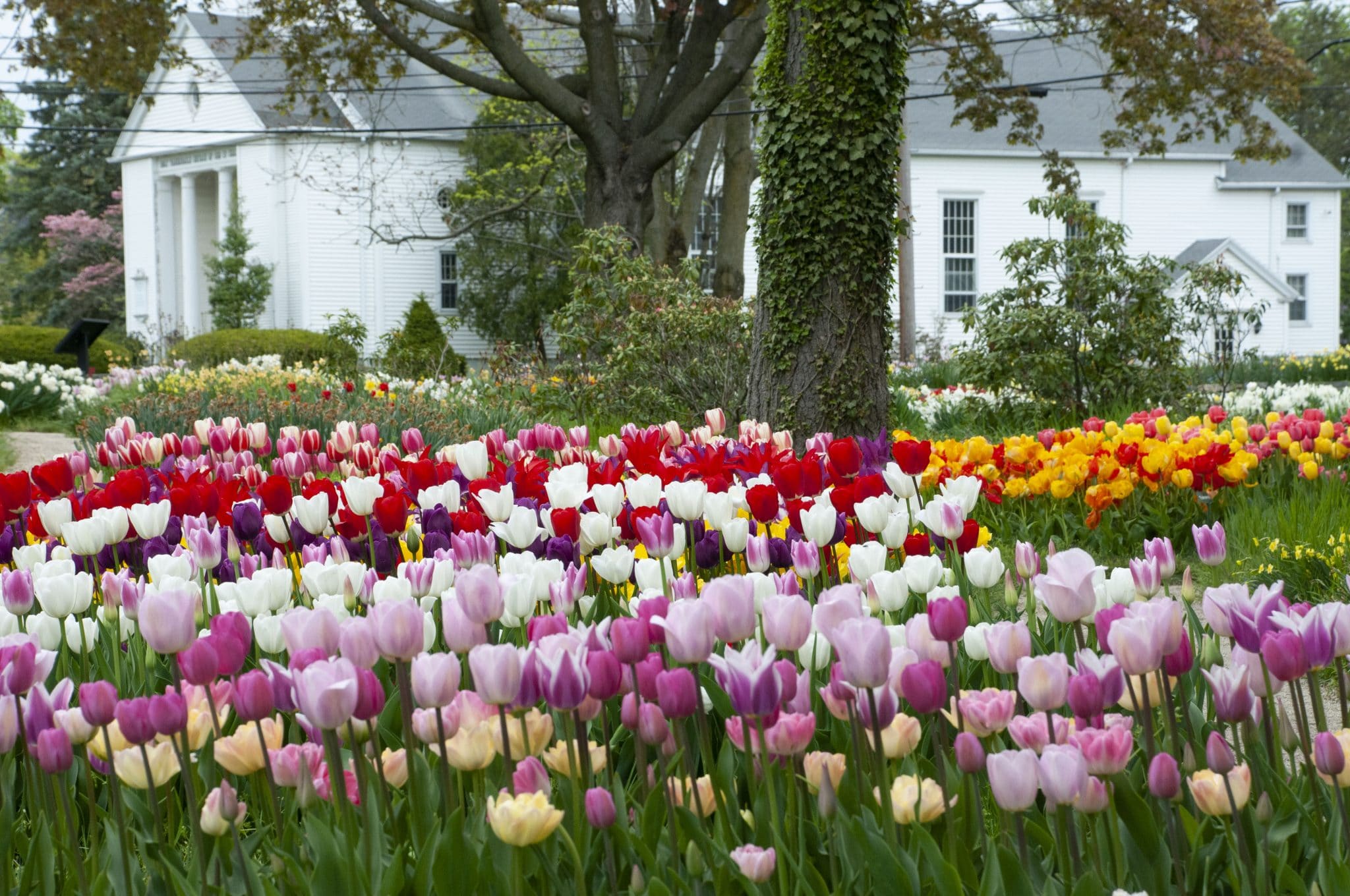 Bulb Plants Tulips
