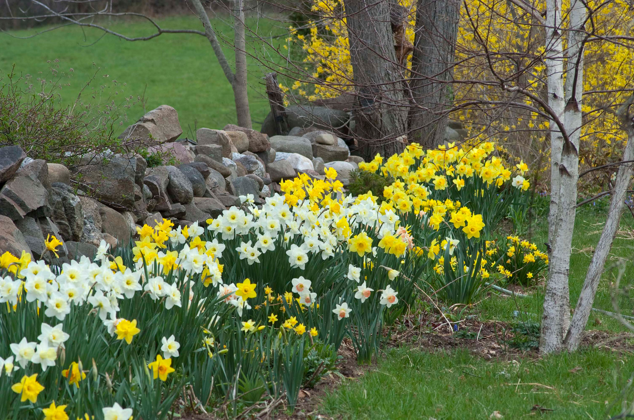 Mixed daffodils alongside wall