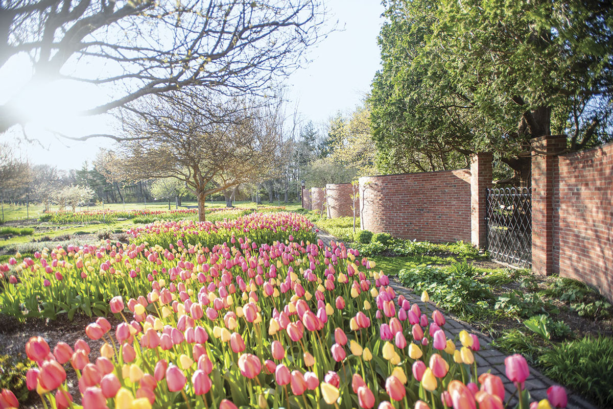 pink and yellow tulips booming in front of brick wall