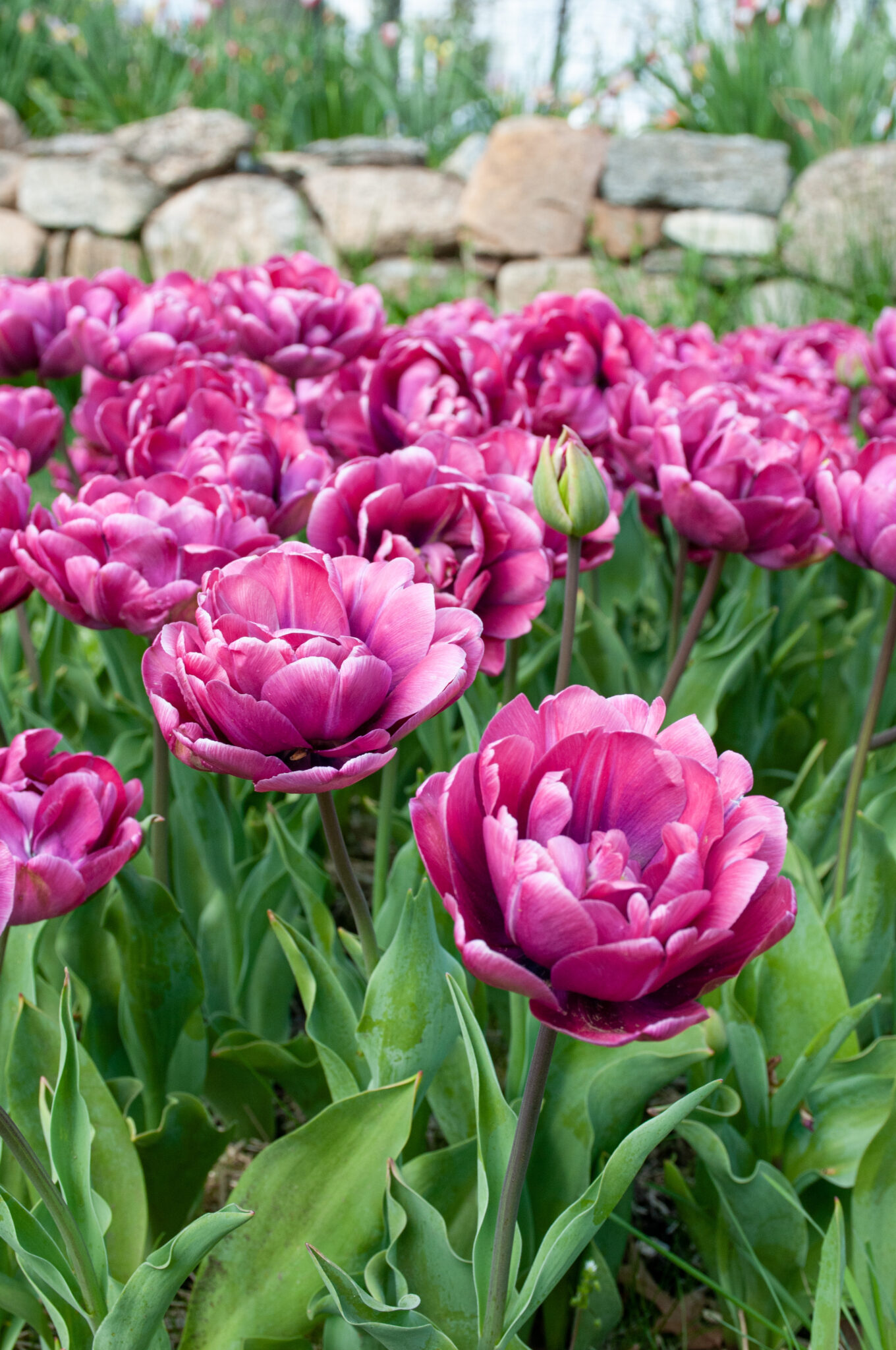 Rosy Diamond Tulips | Always Wholesale Pricing | Colorblends®