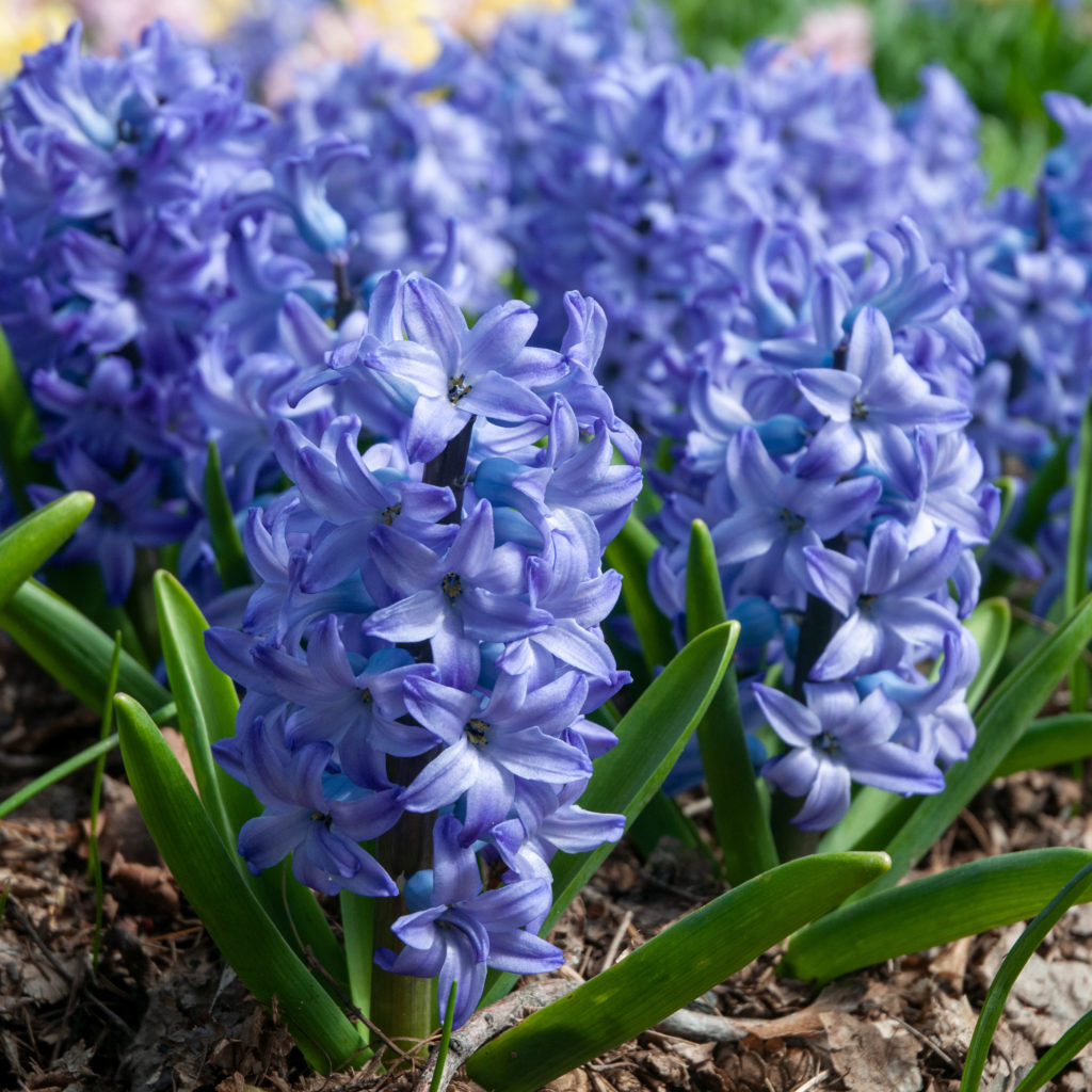 Hyacinth Aqua Bulbs Colorblends