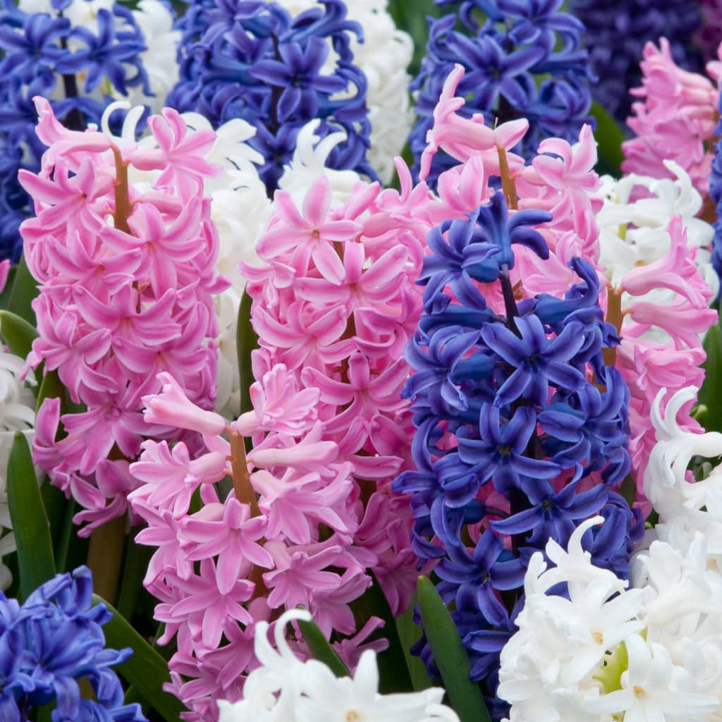 Saints Parade Hyacinth Blend from Colorblends