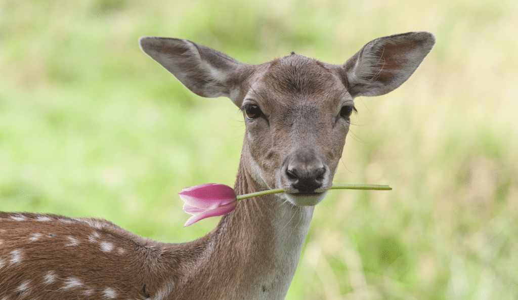 COLORBLENDS Got Deer? Plant DeerResistant Bulbs