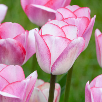 Hugs and Kisses Tulip Bulbs Colorblends
