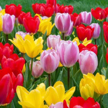 Eyes Breaker Tulip Bulbs Colorblends