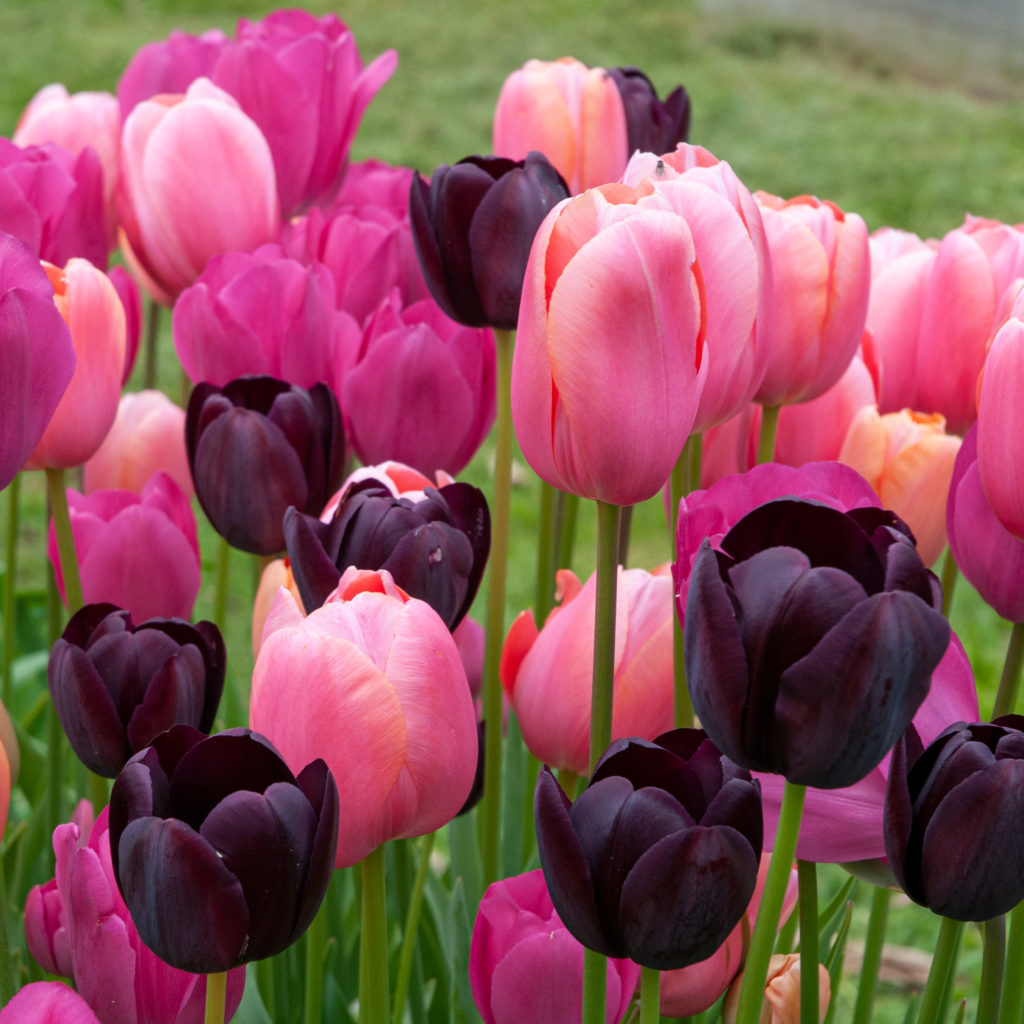 Mellow Drama Tulip Bulbs Colorblends