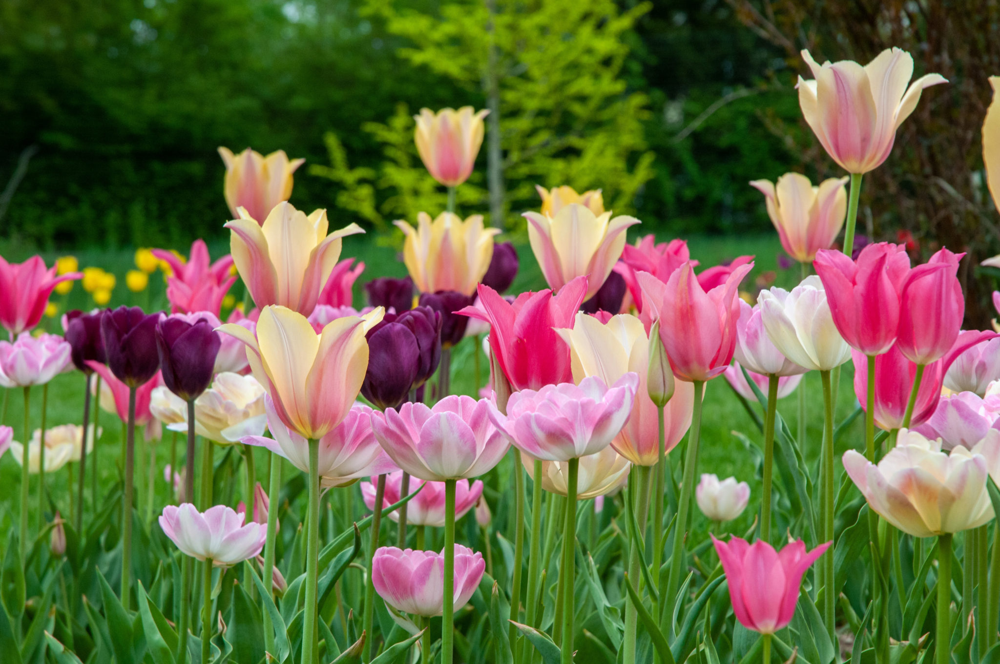 Cakewalk Tulip Bulb