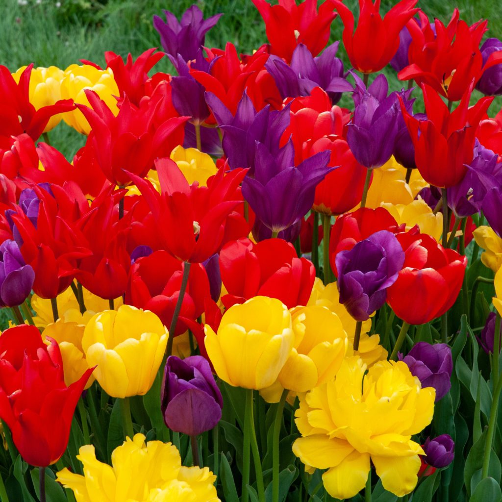 Super Collider Tulip Bulbs Colorblends