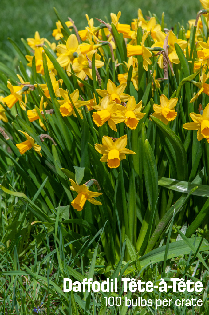 Miniature yellow Daffodil Tête-à-Tête from Colorblends.