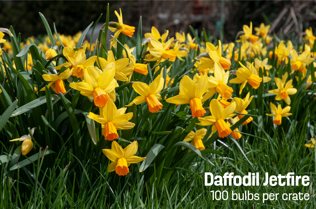 Yellow cyclamineus daffodils with reflexed petals and long orange cups, Daffodil Rapture from Colorblends.