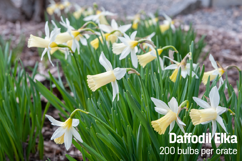 Star-shaped miniature white trumpet Daffodil Elka from Colorblends.