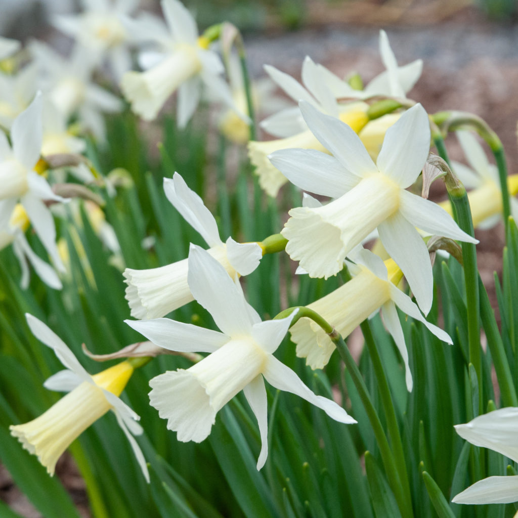 Star-shaped miniature white trumpet Daffodil Elka from Colorblends.