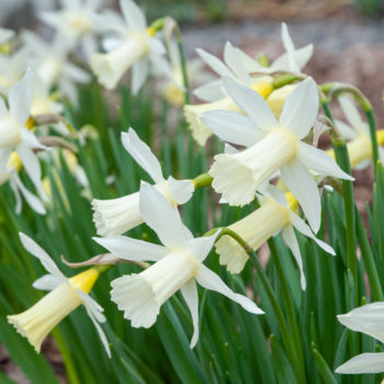 Elka Daffodil Bulbs Colorblends