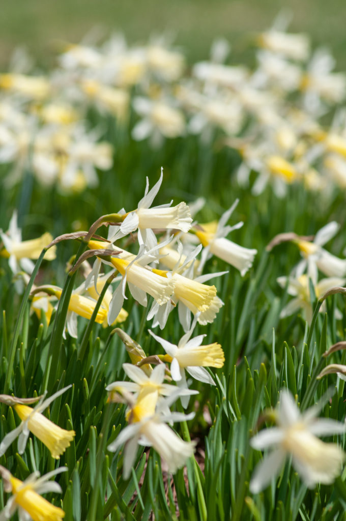 Star-shaped miniature white trumpet Daffodil Elka from Colorblends.