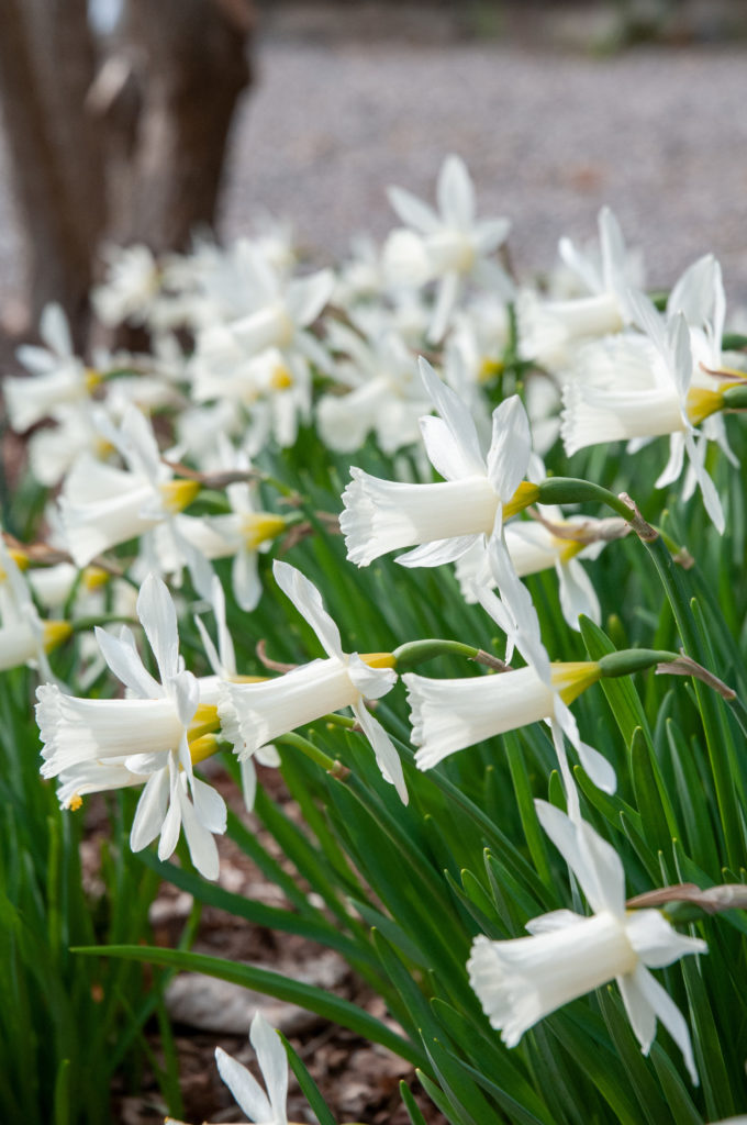 Star-shaped miniature white trumpet Daffodil Elka from Colorblends.