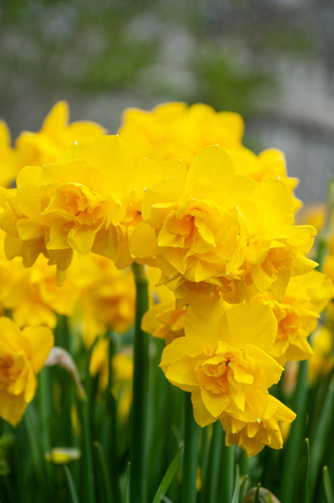 Stems of double yellow daffodil pairs, Daffodil Golden Delicious from Colorblends.