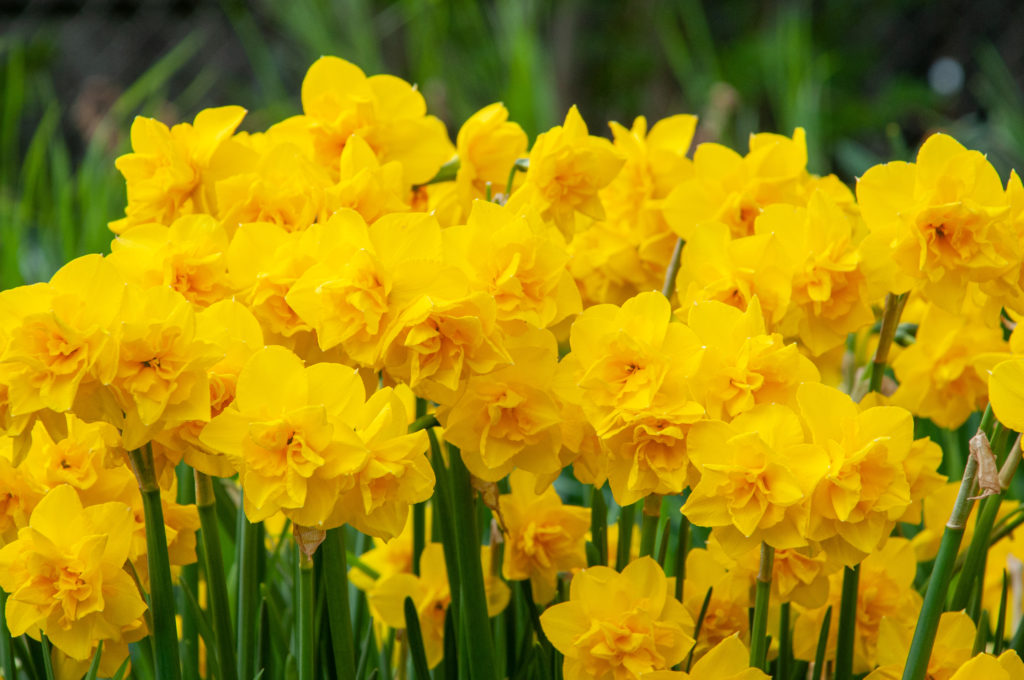 Stems of double yellow daffodil pairs, Daffodil Golden Delicious from Colorblends.