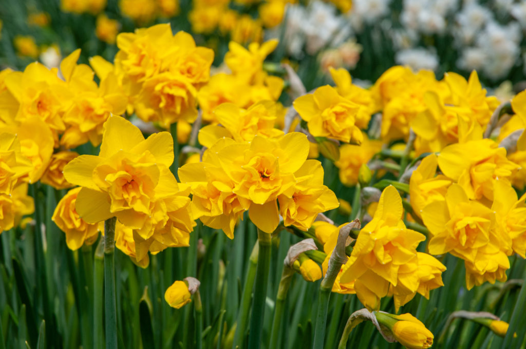 Stems of double yellow daffodil pairs, Daffodil Golden Delicious from Colorblends.